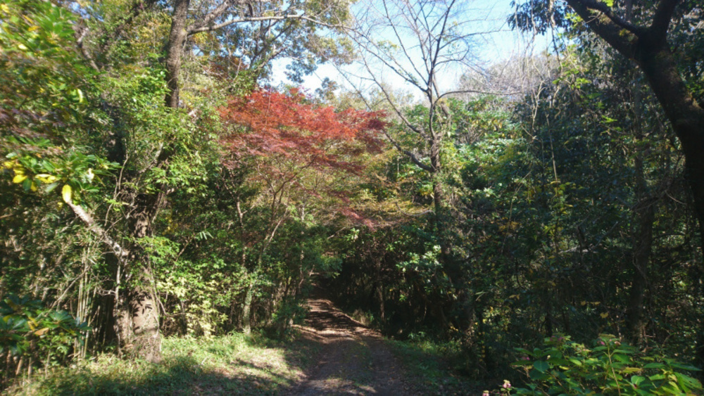 水戸市森林公園成沢トレイルコースの写真7