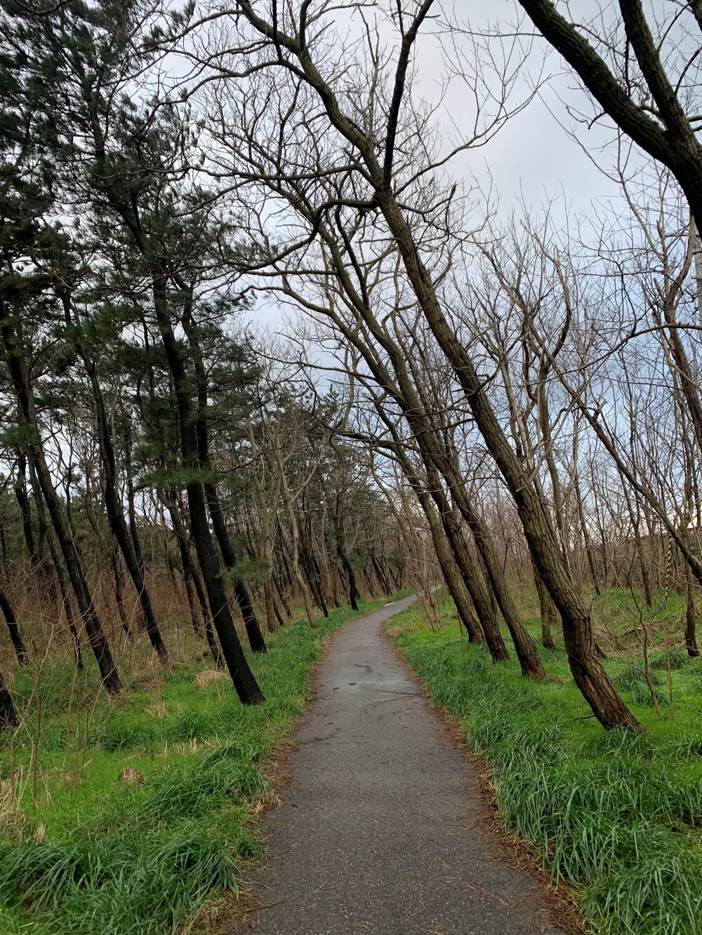 新潟島＋新潟みなとトンネル周回の写真15