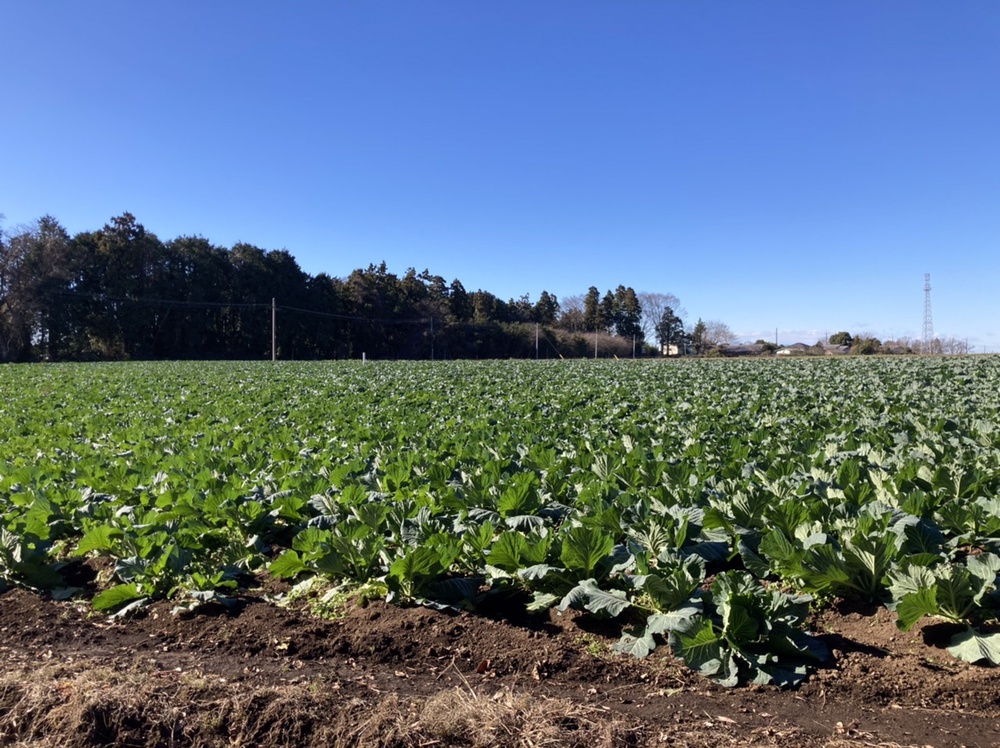 姉崎から白富士眺めつつ馬来田、丘越えで五井への写真9