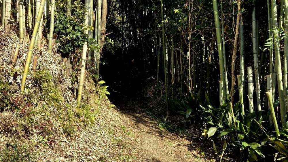 【関西低山】大和三山をゆくの写真17