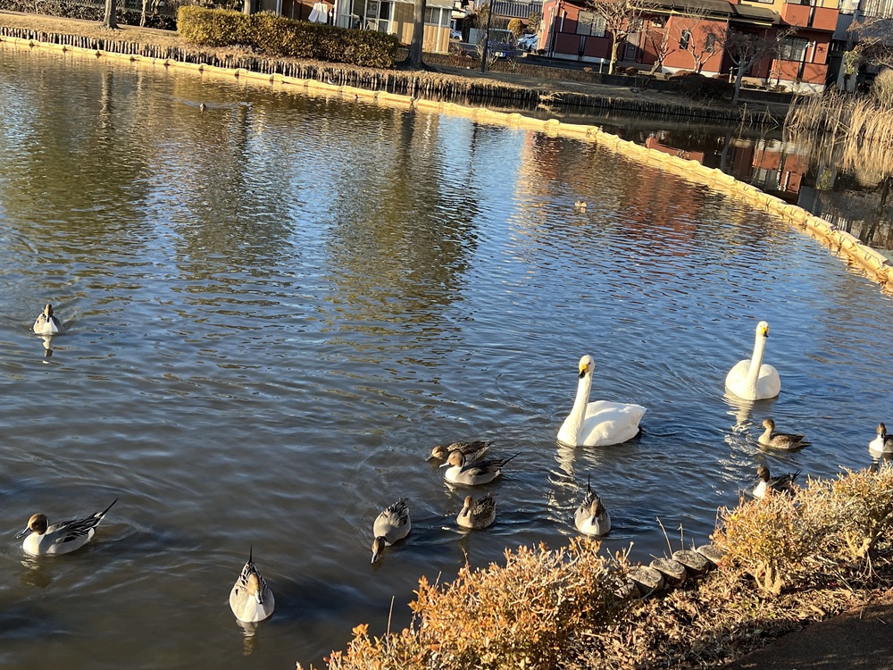 水辺の水鳥が美しい大塚町公園周回コースの写真3