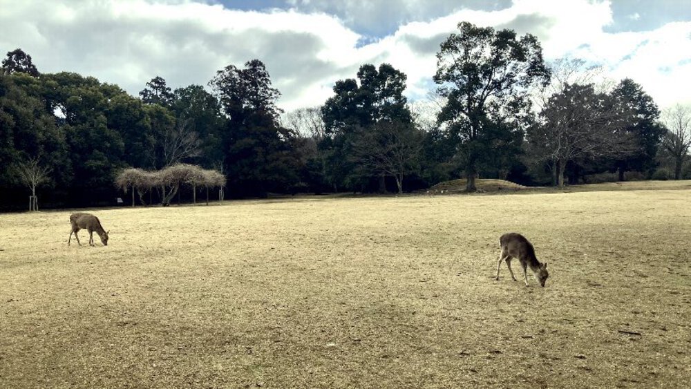 【ナライチ】❶奈良駅▶新大宮駅の写真5