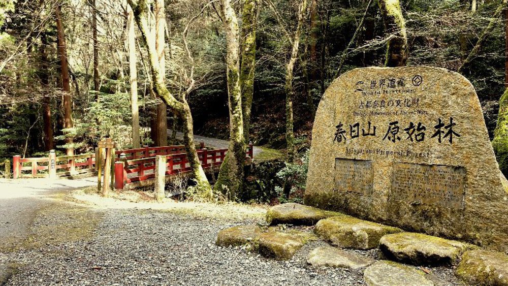 【ナライチ】❶奈良駅▶新大宮駅の写真14