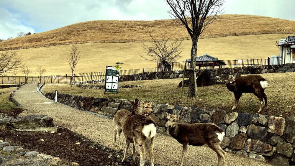 【ナライチ】❶奈良駅▶新大宮駅の写真20