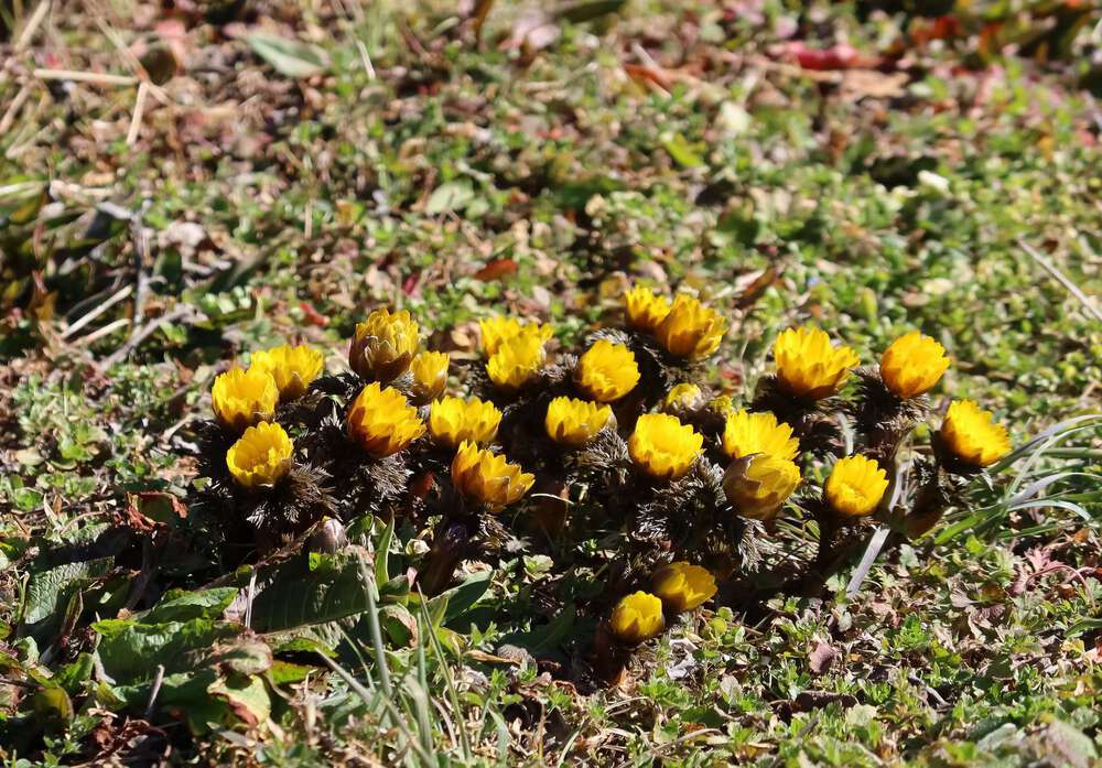 越生の梅林と大高取山トレランの写真3