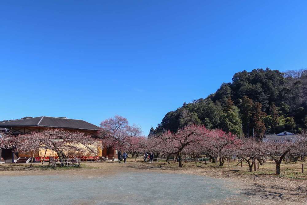 越生の梅林と大高取山トレランの写真4
