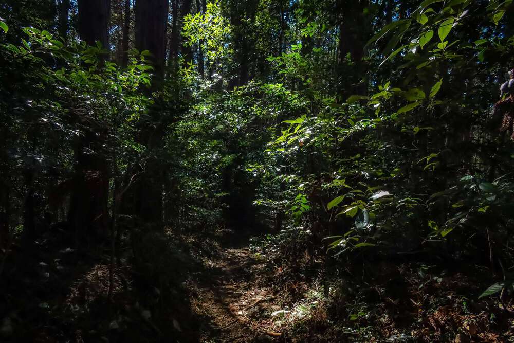 越生の梅林と大高取山トレランの写真6