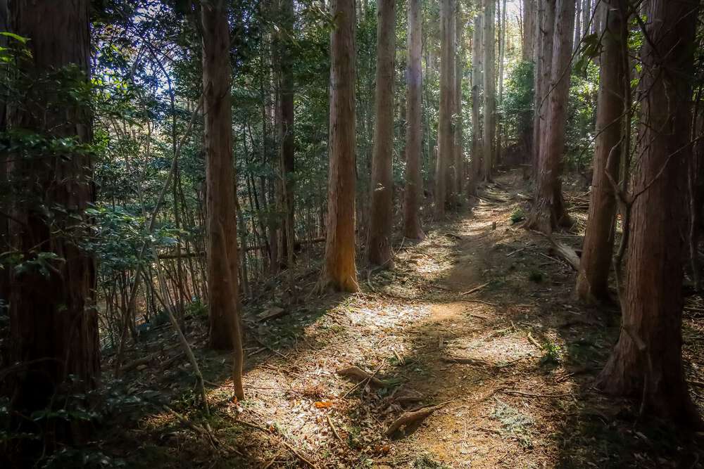 越生の梅林と大高取山トレランの写真8