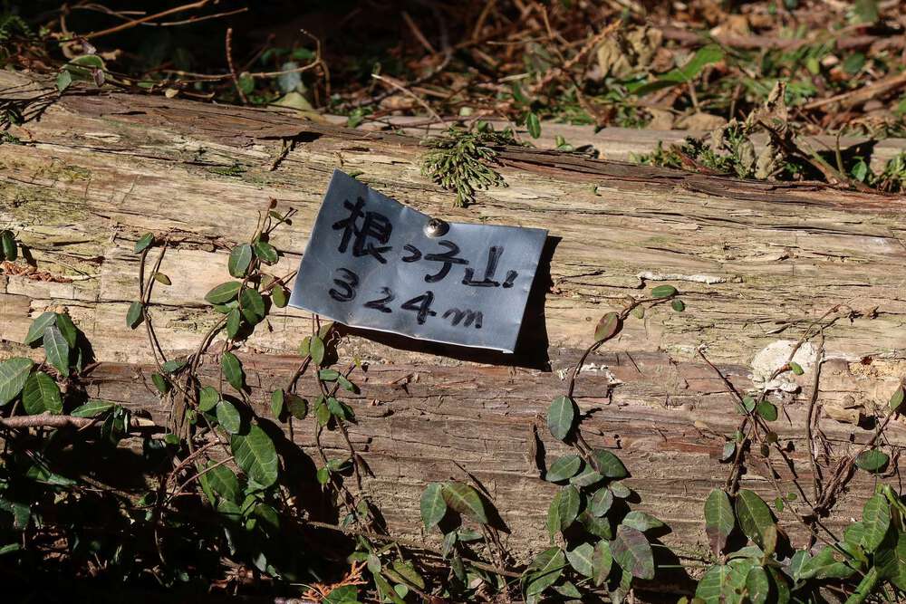 越生の梅林と大高取山トレランの写真13