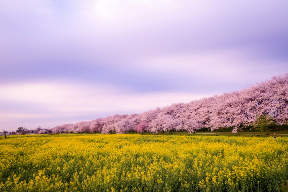 日光街道☆埼玉六宿ランの写真15