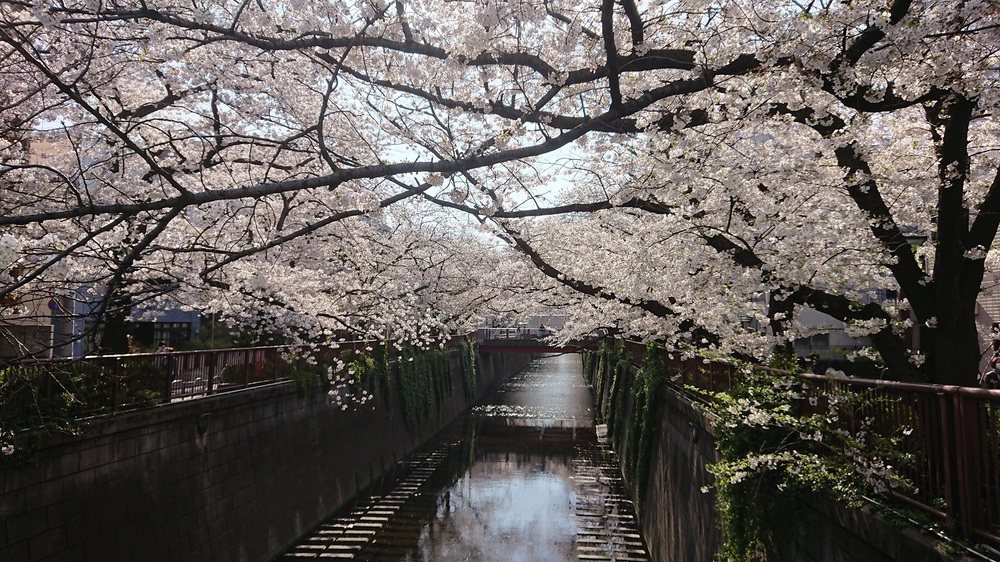 桜の名所「目黒川」の起点からスタートするサクRUNの写真3