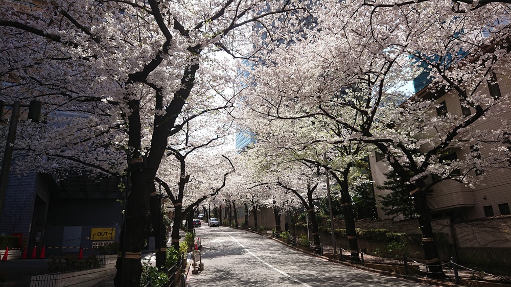 桜の名所「目黒川」の起点からスタートするサクRUNの写真6