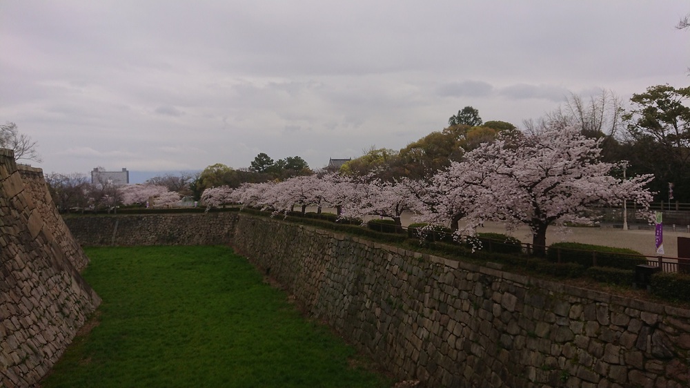 梅田から大阪城の往復で桜を楽しめる大川沿いのコースの写真5