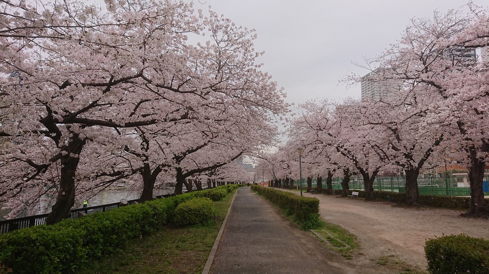 梅田から大阪城の往復で桜を楽しめる大川沿いのコースの写真6