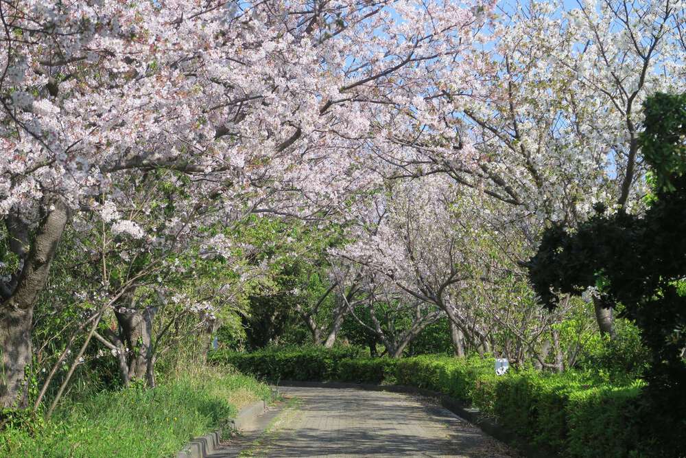 初島ランの写真14