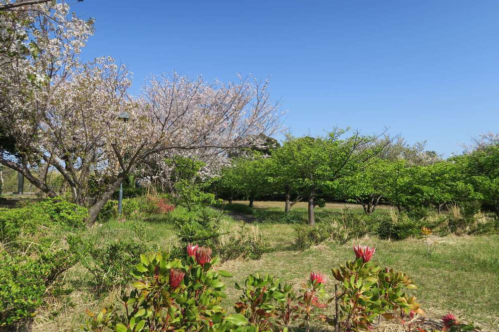 初島ランの写真15