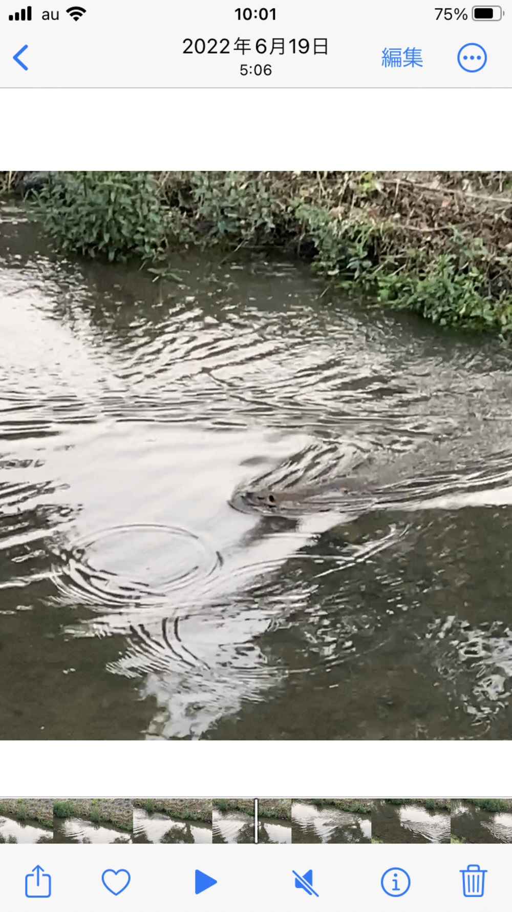 瞑想♪宝塚中山観音周遊～武庫川コース【21㎞】ヌートリアに会えるかも？！の写真6
