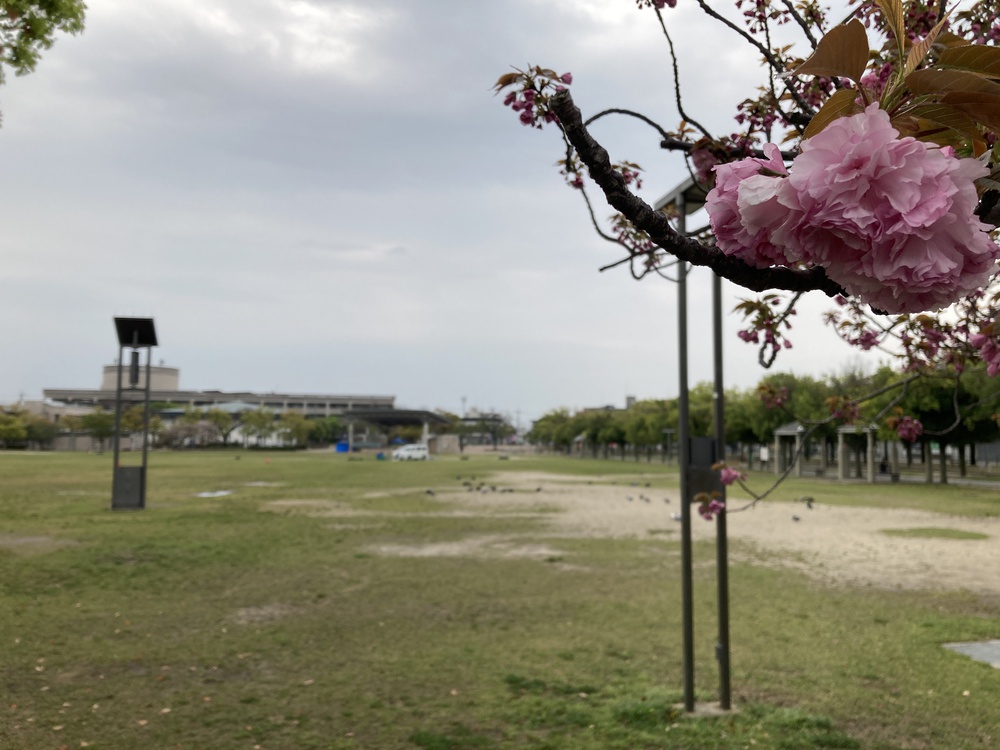 瞑想♪宝塚中山観音周遊～武庫川コース【21㎞】ヌートリアに会えるかも？！の写真16
