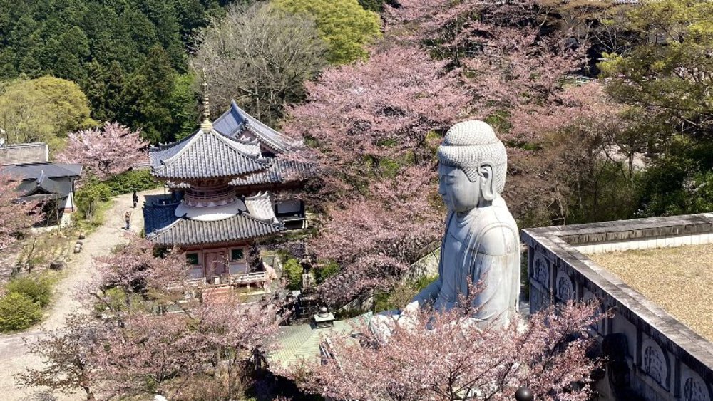 【桜の名所めぐり】forランナーの写真8