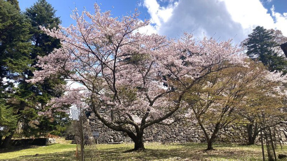 【桜の名所めぐり】forランナーの写真12