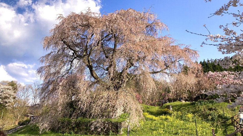 【桜の名所めぐり】forランナーの写真26