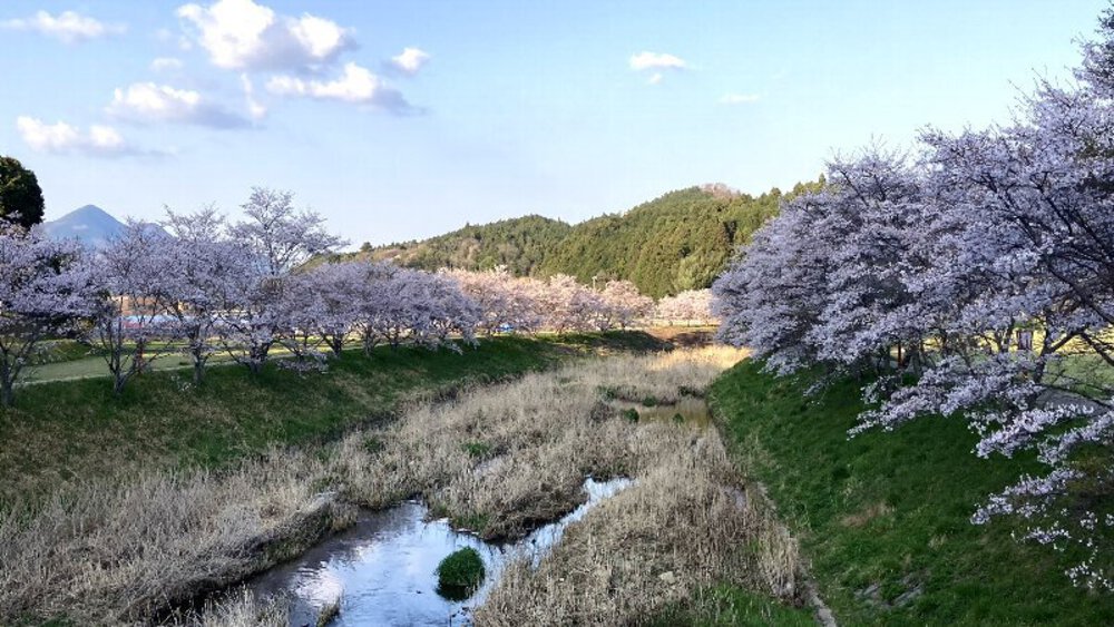 【桜の名所めぐり】forランナーの写真27