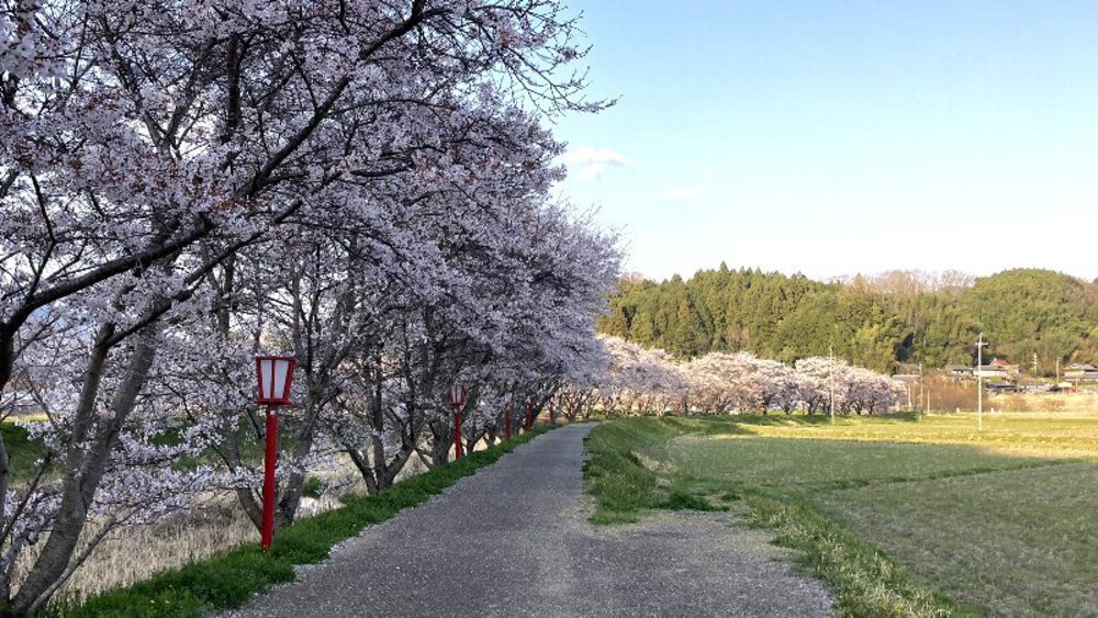 【桜の名所めぐり】forランナーの写真28