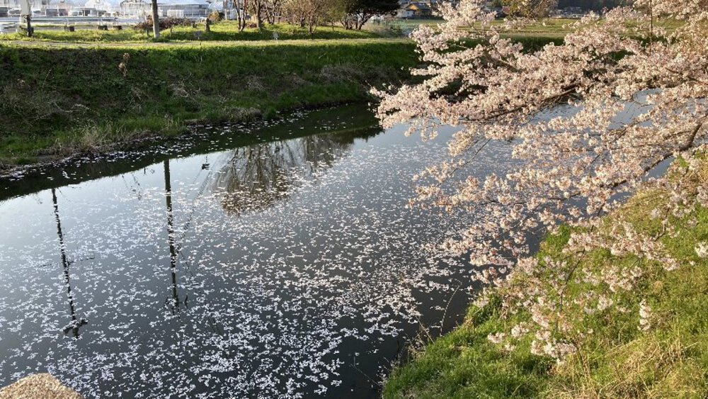 【桜の名所めぐり】forランナーの写真29