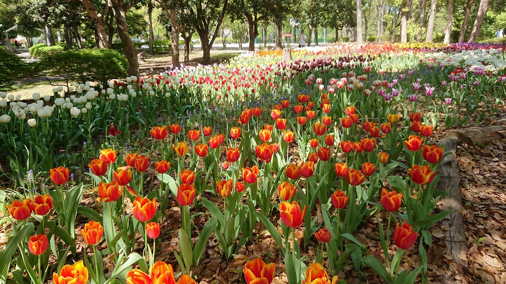 都内のチューリップの名所を巡る周回ジョグの写真3