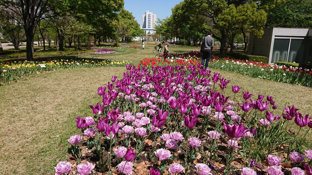 都内のチューリップの名所を巡る周回ジョグの写真5