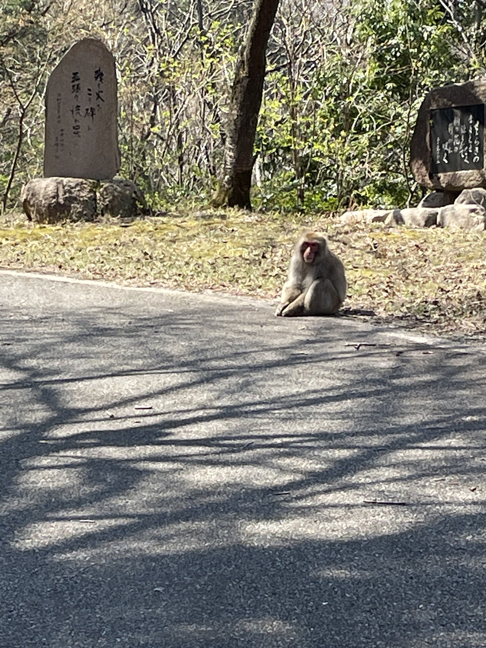 トレイルランナーの日々の練習コースとしてお薦めの写真4