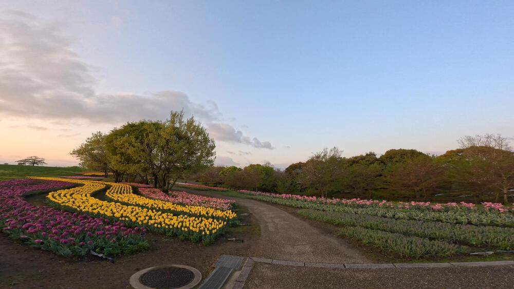 馬見丘陵公園チューリップフェスティバルコースの写真4