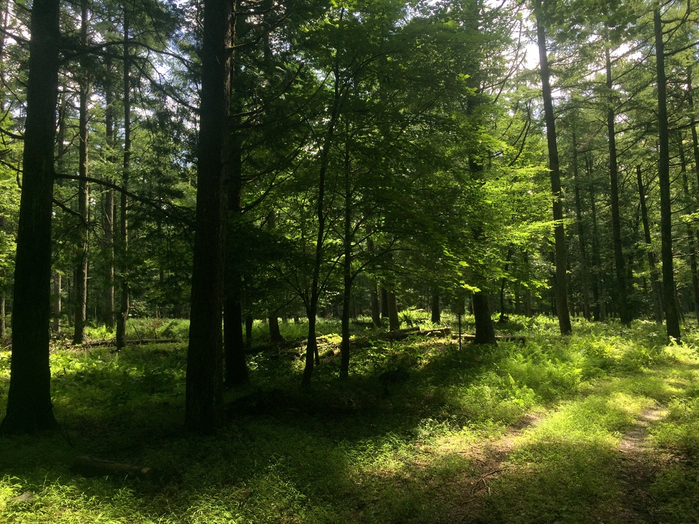 富士原生林トレイル 14㎞の写真3