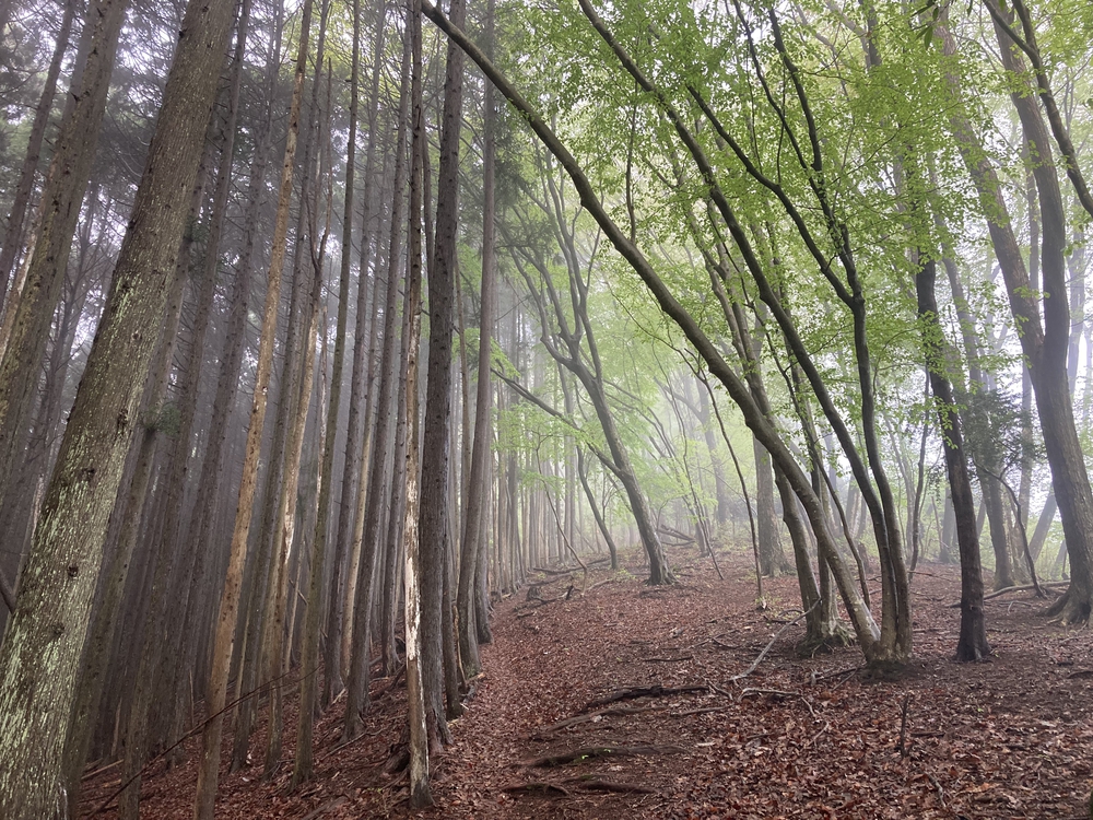 LANI HEAD TRAILで雲海の日出山から御岳山への写真5