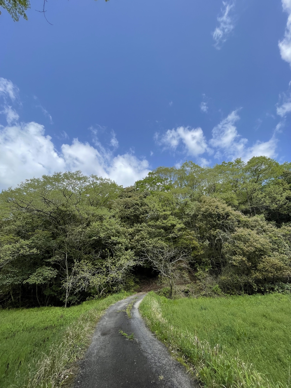 満濃池周遊道　お池の周りをボチボチと。の写真4