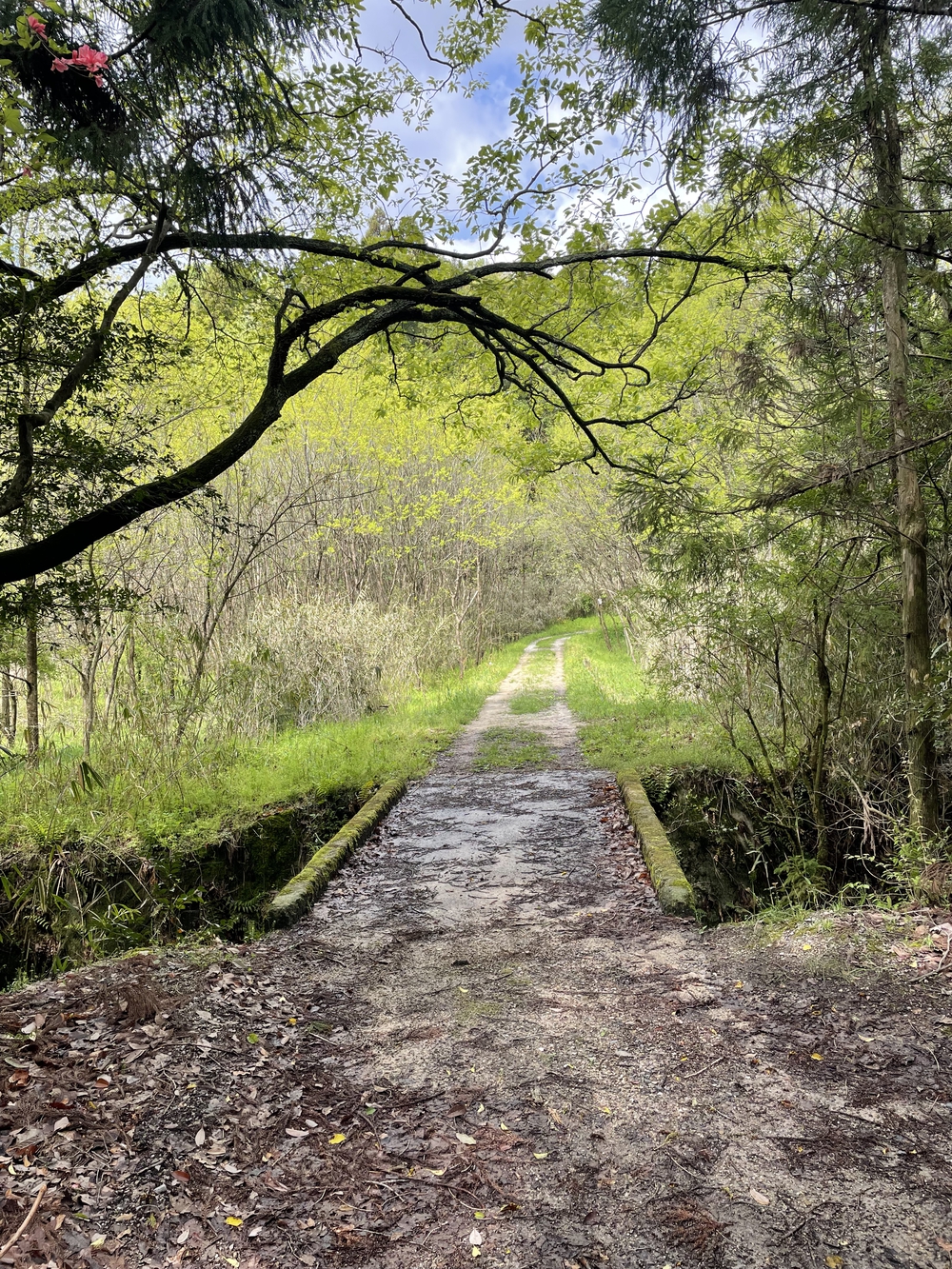 満濃池周遊道　お池の周りをボチボチと。の写真5