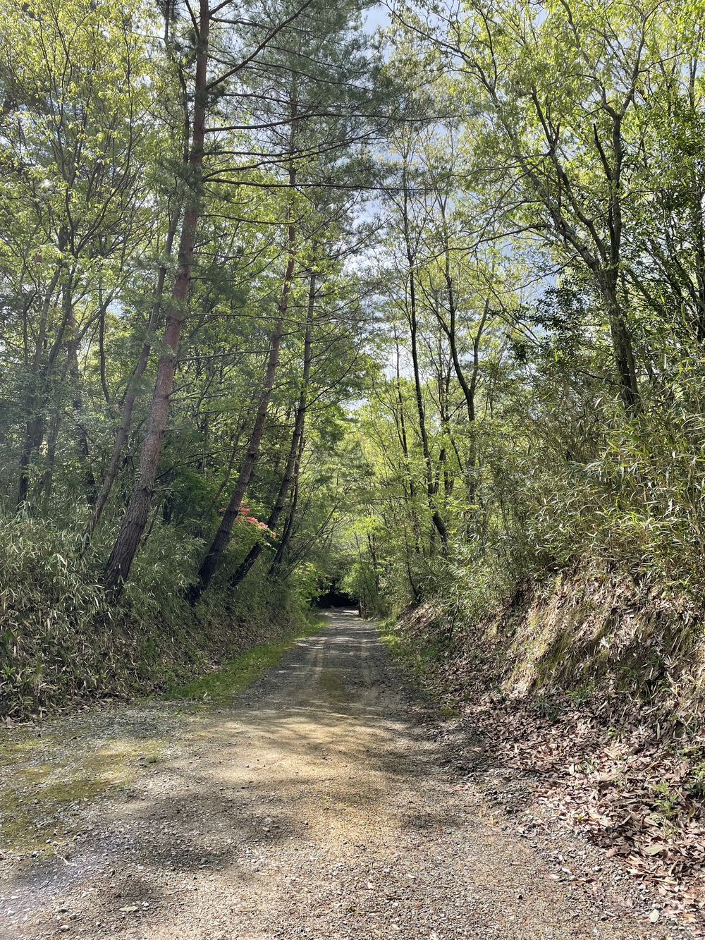 満濃池周遊道　お池の周りをボチボチと。の写真7
