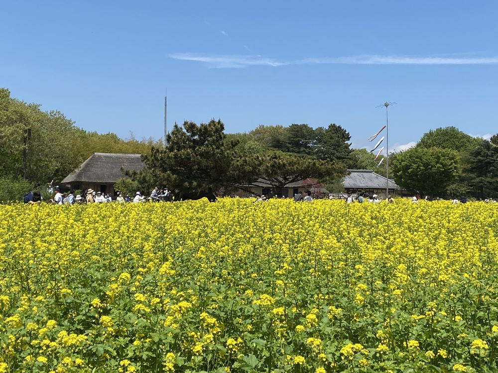 青空と海とネモフィラとの写真3