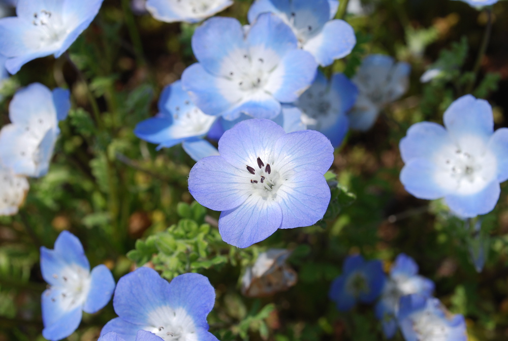 青空と海とネモフィラとの写真4