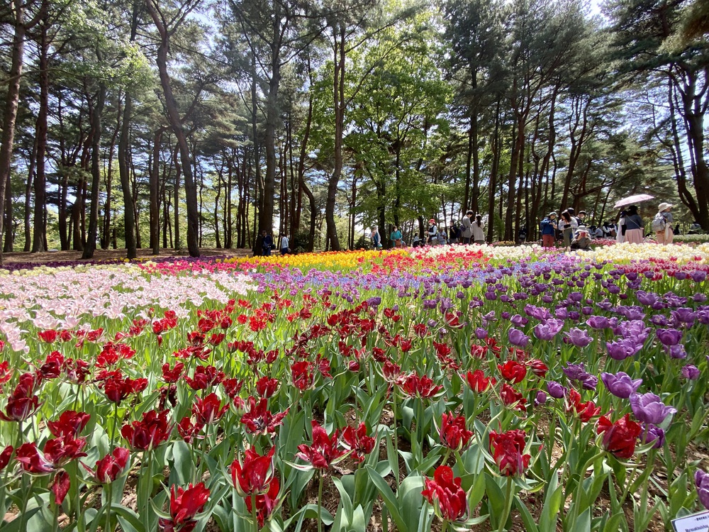 青空と海とネモフィラとの写真5