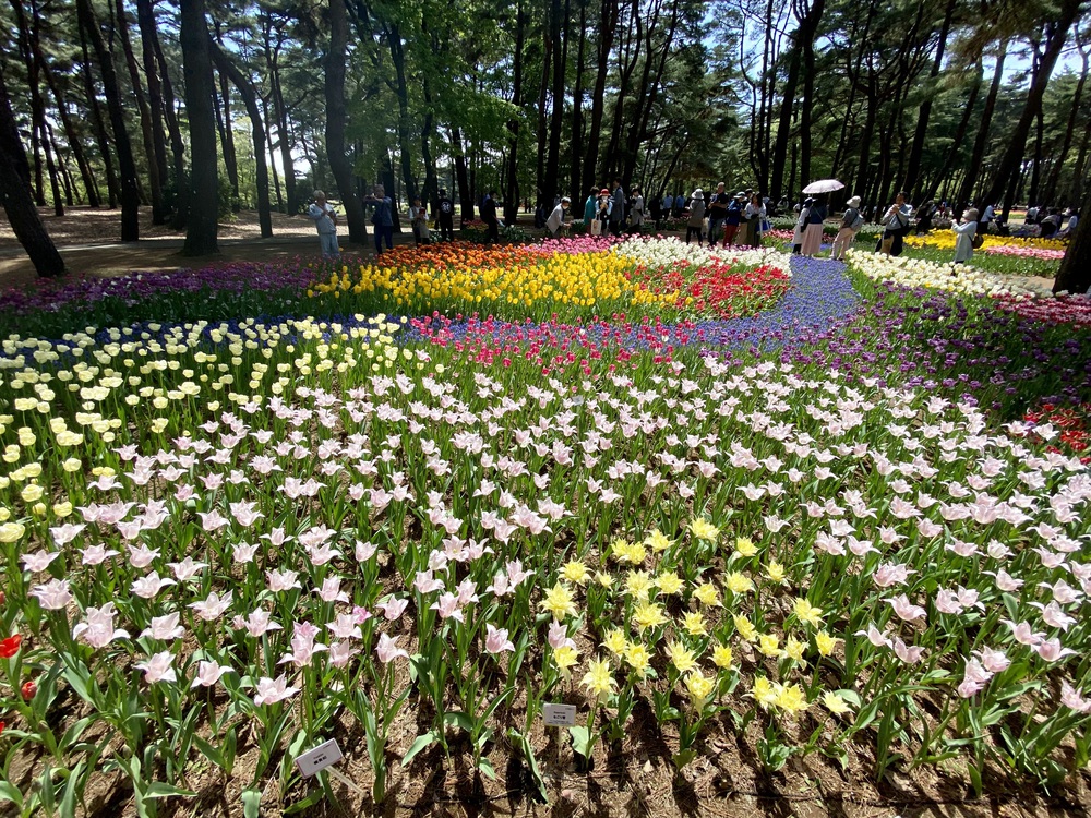 青空と海とネモフィラとの写真6