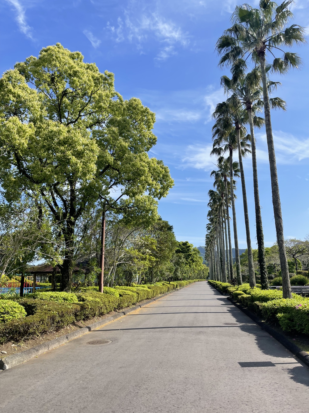 宮崎　青島ランニングコース　往復10kmの写真7