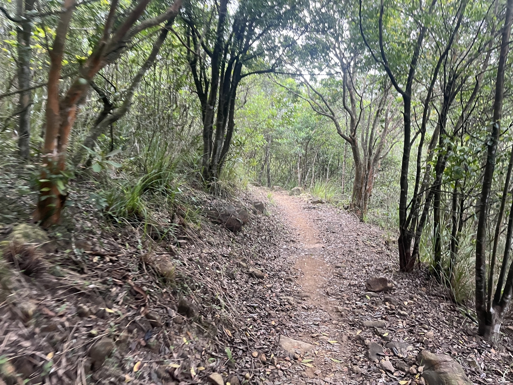 香港トレイルpart1(section1〜4)約21.3kmの写真8