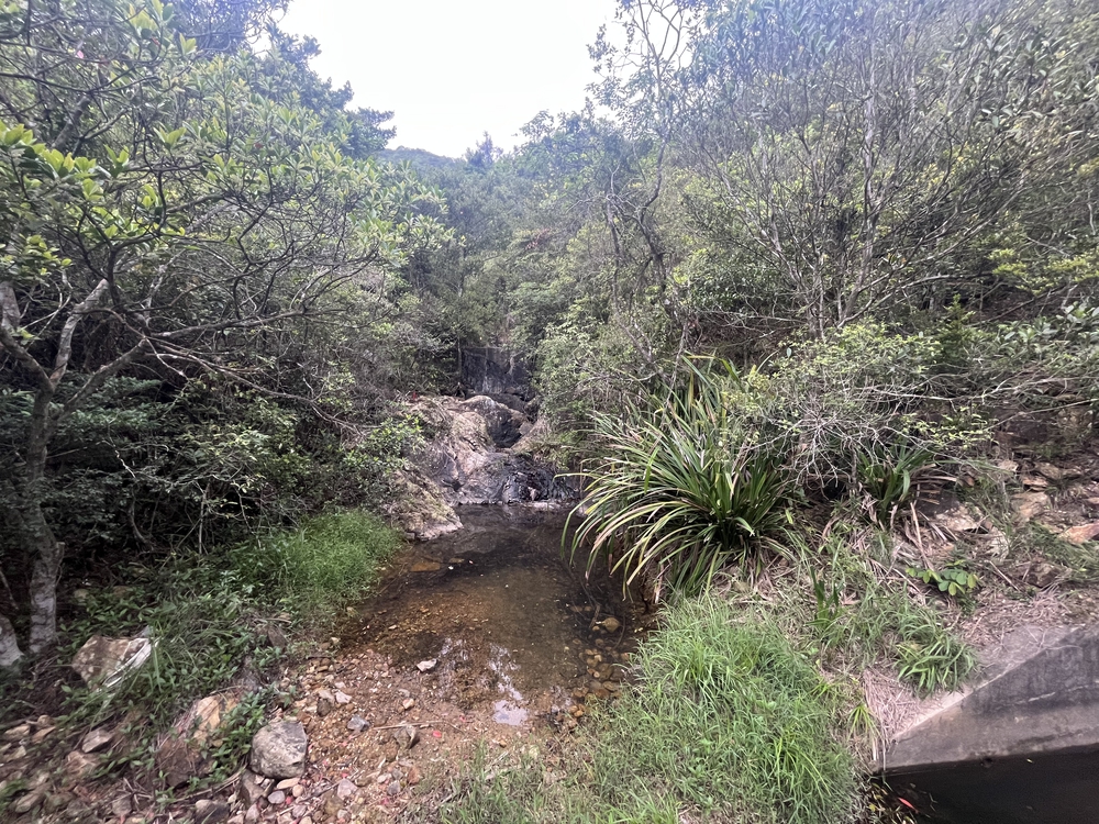 香港トレイルpart2(section5〜8)約22kmの写真7