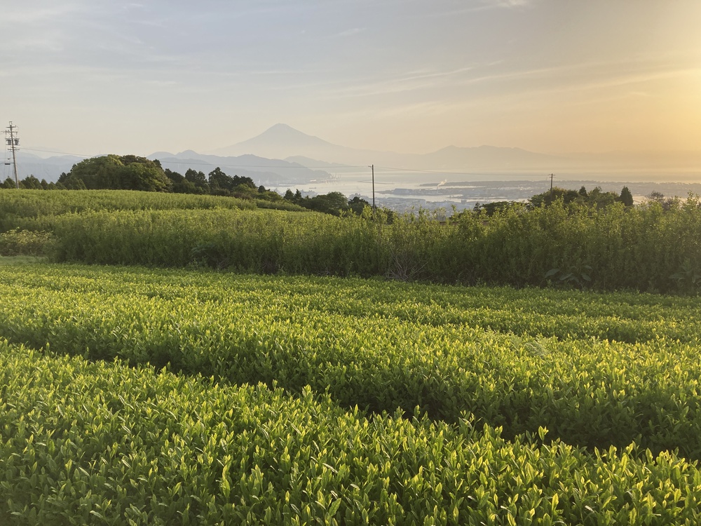 GWラン♪ニッポンイチの山 （日本平より）の写真10