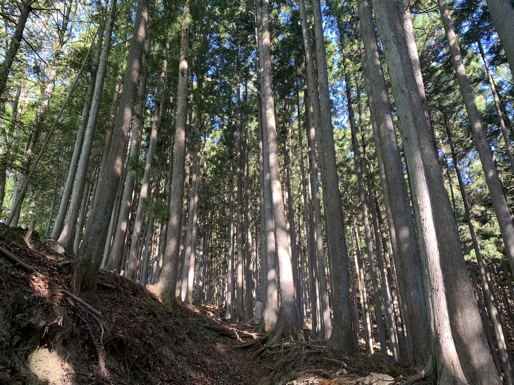 奥多摩トレイル 六ツ石山から鷹ノ巣山への写真4