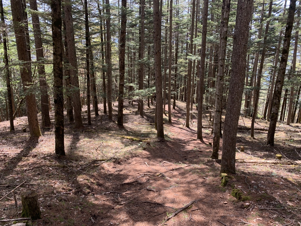 奥多摩トレイル 六ツ石山から鷹ノ巣山への写真7