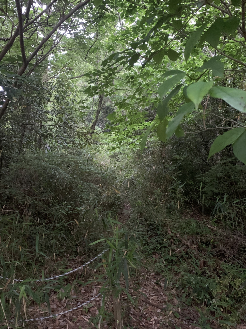 福岡　西公園＋大濠公園＋福岡城周回の写真7