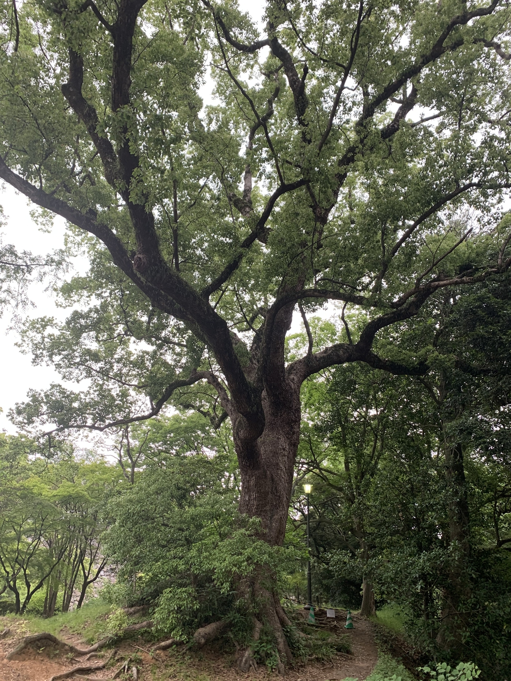 福岡　西公園＋大濠公園＋福岡城周回の写真27