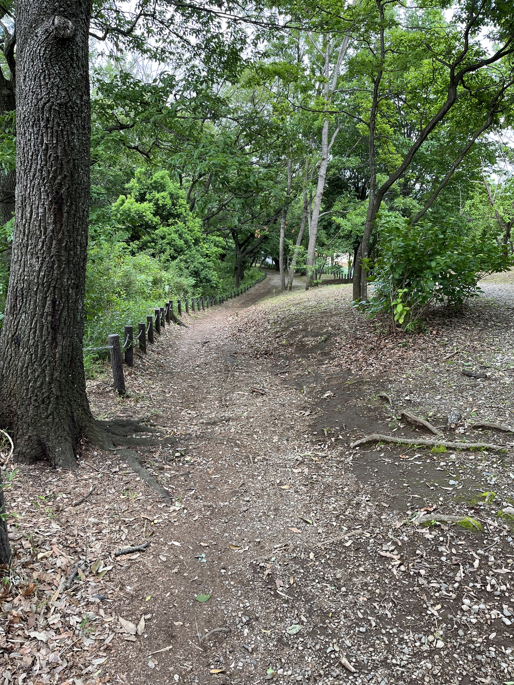 東京都多摩地域プチトレランと丘陵からの絶景コースの写真5